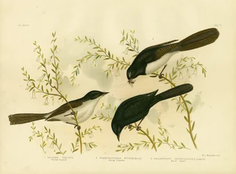 Moucherolle agité, 1891